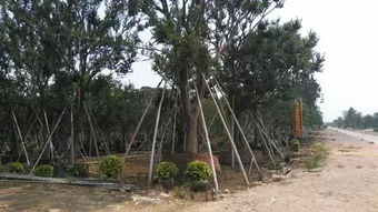 不斷追求完美 上海大景園林綠化工程的實(shí)力派風(fēng)采