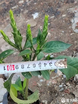 草花可愛(ài)花袋苗在園林綠化與室內(nèi)布置中的應(yīng)用