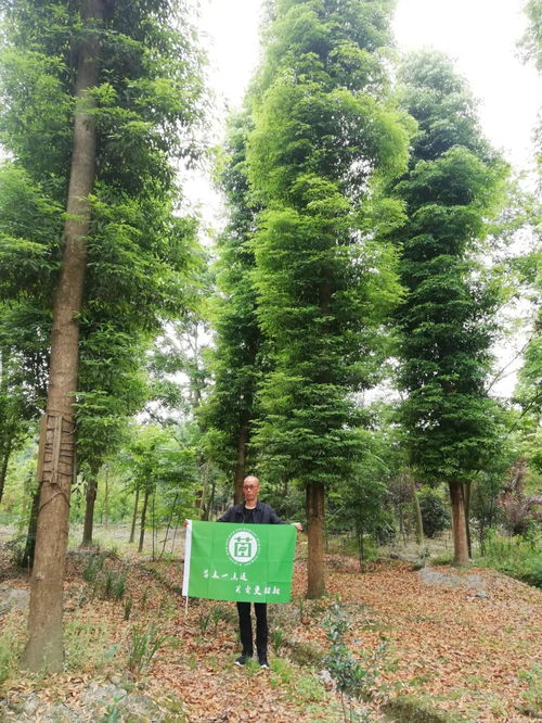 四川景秀園林綠化工程有限責(zé)任公司入駐苗木通，李志斌引領(lǐng)打造四川精品文物文化遺址保護(hù)服務(wù)