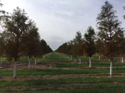 2019年度江蘇省十大優(yōu)秀園林綠化工程公司評(píng)選與文物文化遺址保護(hù)服務(wù)